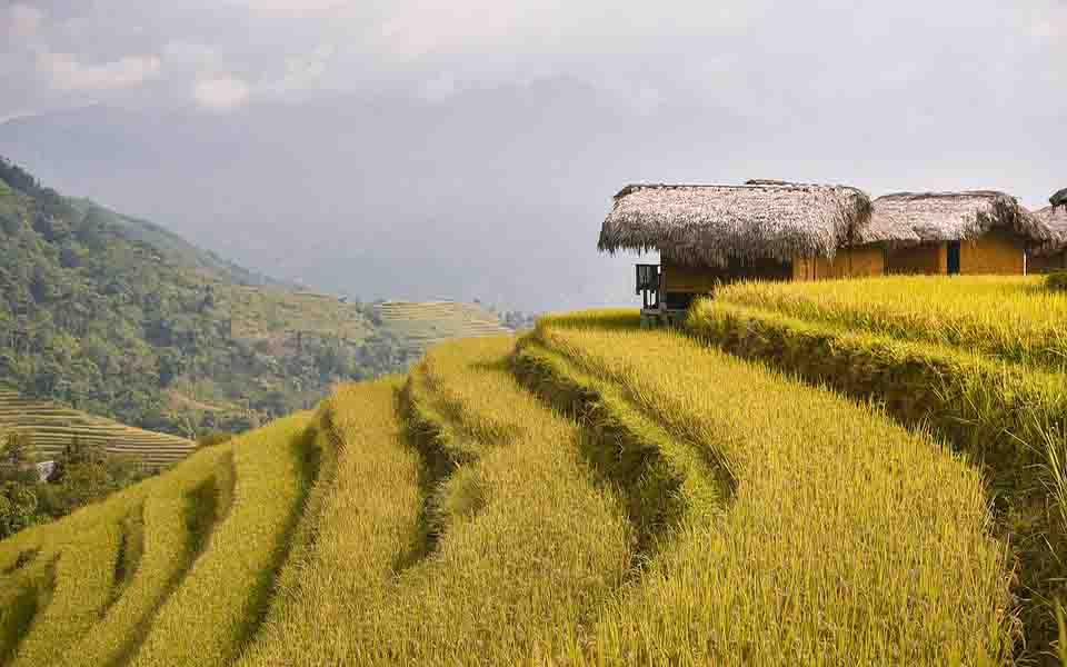 httpspixabay.comzhphotosterraces-rice-fields-paddy-7878191.jpg