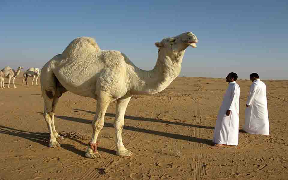 httpspixabay.comzhphotossaudi-arabia-desert-camel-95500.jpg